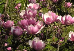 La magnolia Soulangeana è una delle piante scelte per la prossima messa a dimora