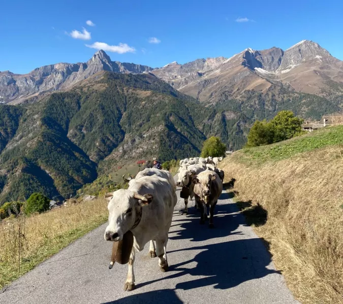 Partiti questa mattina dalla malga borgata Chiosso di Elva