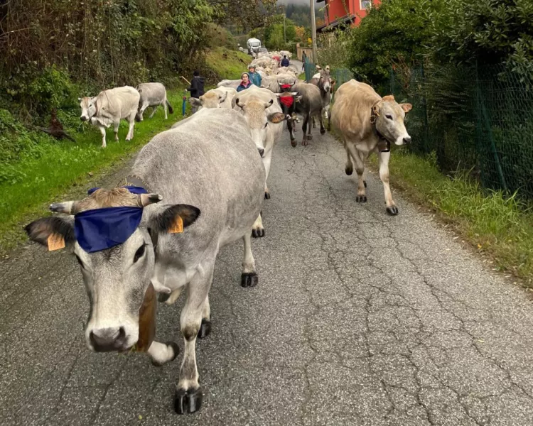 Un momento della discesa della mandra