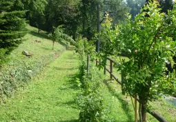 La terraza dei gusti (3)