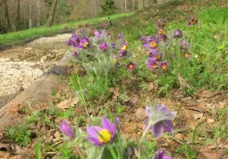 La fioritura del parco (1)