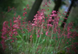 La fioritura del parco (10)