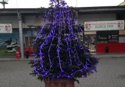 L'albero di Natale nella cittadella dello Sport