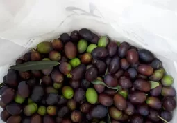 Il cestino delle olive
