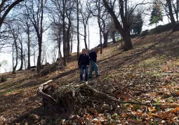 Forestali della Regione al lavoro in città