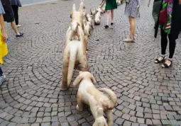 Più di cento cani in fila per uno  in centrocittà