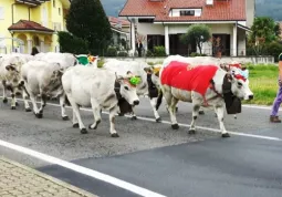 Oltre 150 vacche da carne di razza Piemontese dei fratelli Federica e Mauro Fino, di ritorno dalla valle Maira passano per le vie del centro