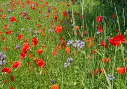 Fiori per gli impollinatori nel parco in piazza Dante