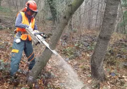 Ripulito una parte di un bosco comunale