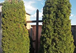 La croce e gli alberi