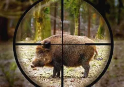 Sabato battuta di contenimento al cinghiale