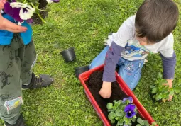 La messa a dimora delle viole