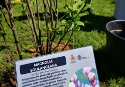 La magnolia dedicata a Marina