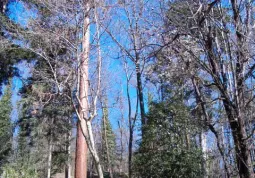 sequoia