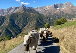  Partiti questa mattina dalla malga borgata Chiosso di Elva