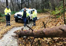 Rimossi alcuni tronchi caduti in una strada a Valmala