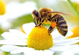  Gli insetti, e in particolare gli impollinatori, rivestono un ruolo cruciale per il pianeta, per la tutela della biodiversità e per l’agricoltura