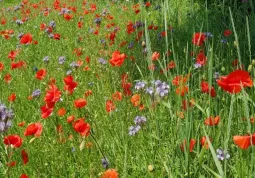 Fiori per gli impollinatori nel parco in piazza Dante