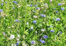Uno sciame di api popola l'oasi nel parco Giardino dell'Infinito